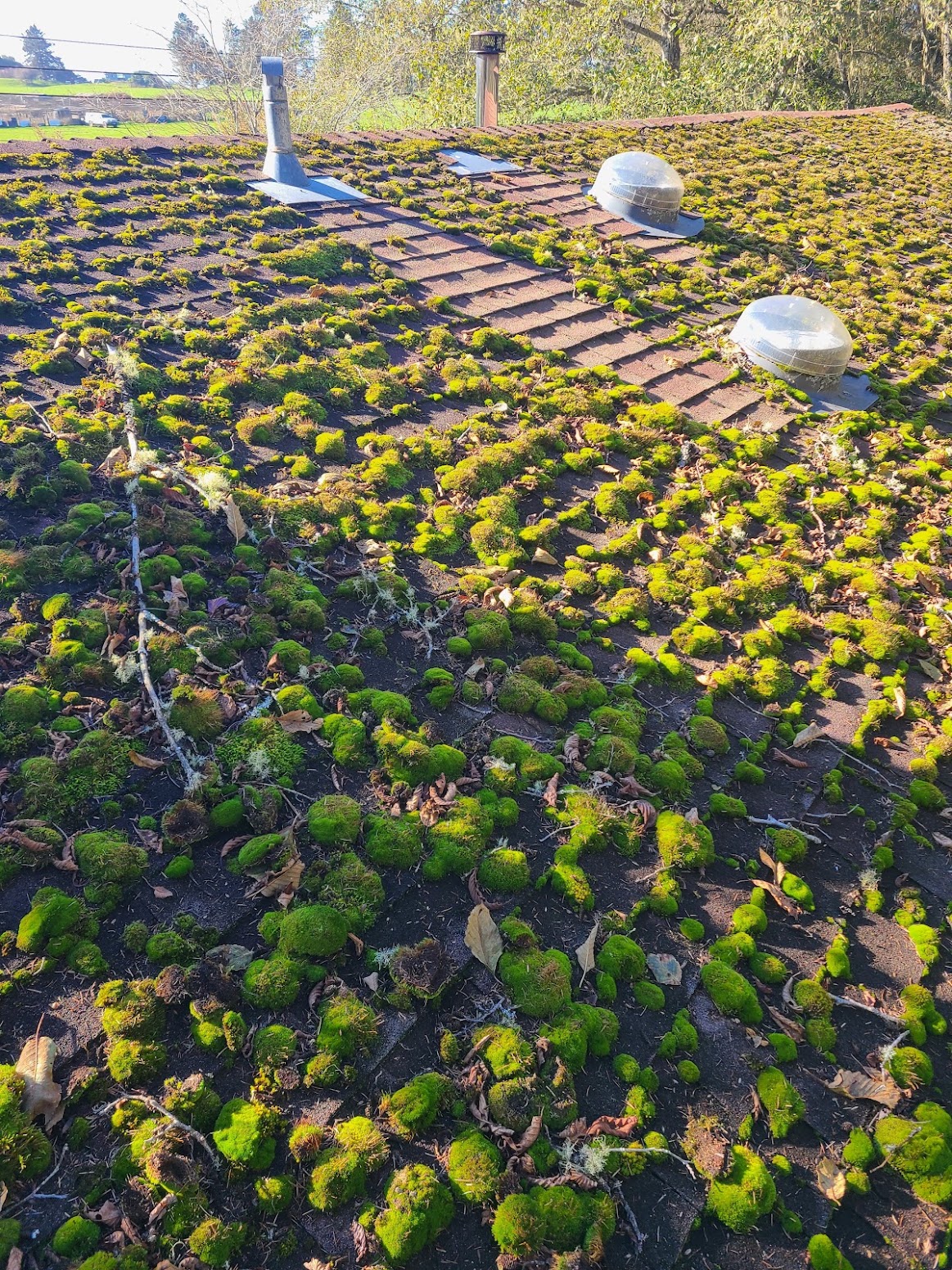 A pitched roof covered in thick mounds of cushion moss and fallen leaves around two dome skylights