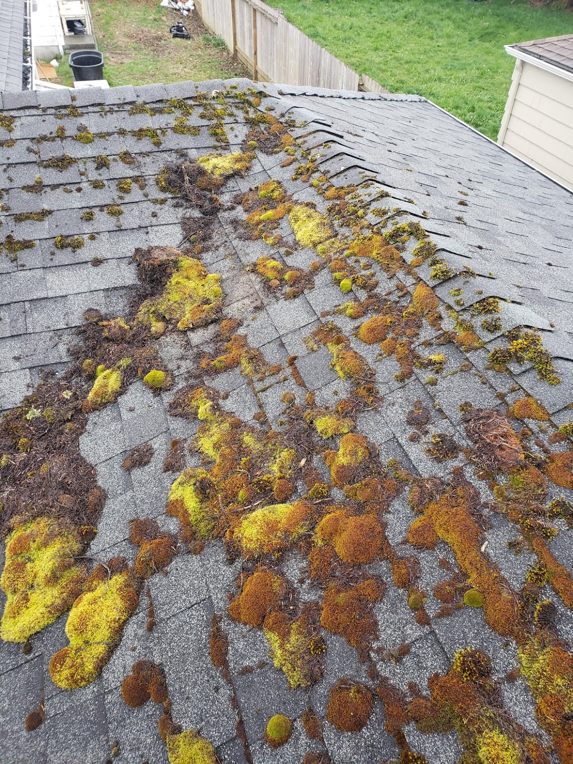 A Humboldt County roof edge thick with moss above a grassy yard and wooden fence